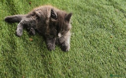 Maine Coon cats for sale: Prue breed mainecoon kittens - Image 11