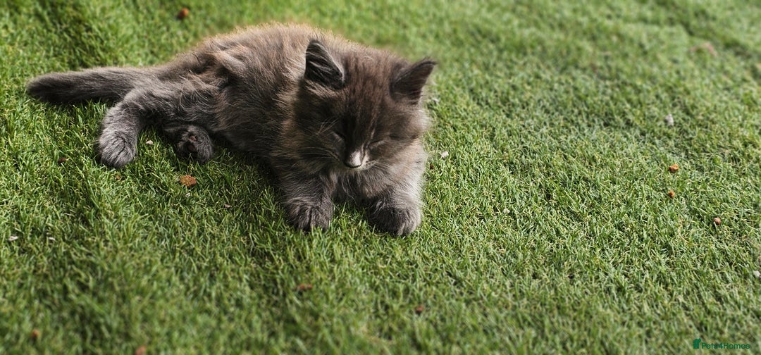 Maine Coon cats for sale: Prue breed mainecoon kittens - Image 11