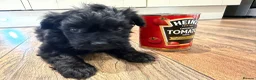 Cockapoo dogs for sale: Are beautiful toy cockapoo boy puppy  in Shepperton - Advert 4