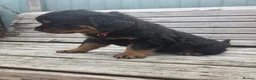 Rottweiler dogs for sale: Long haired Rottweiler  - Advert 6