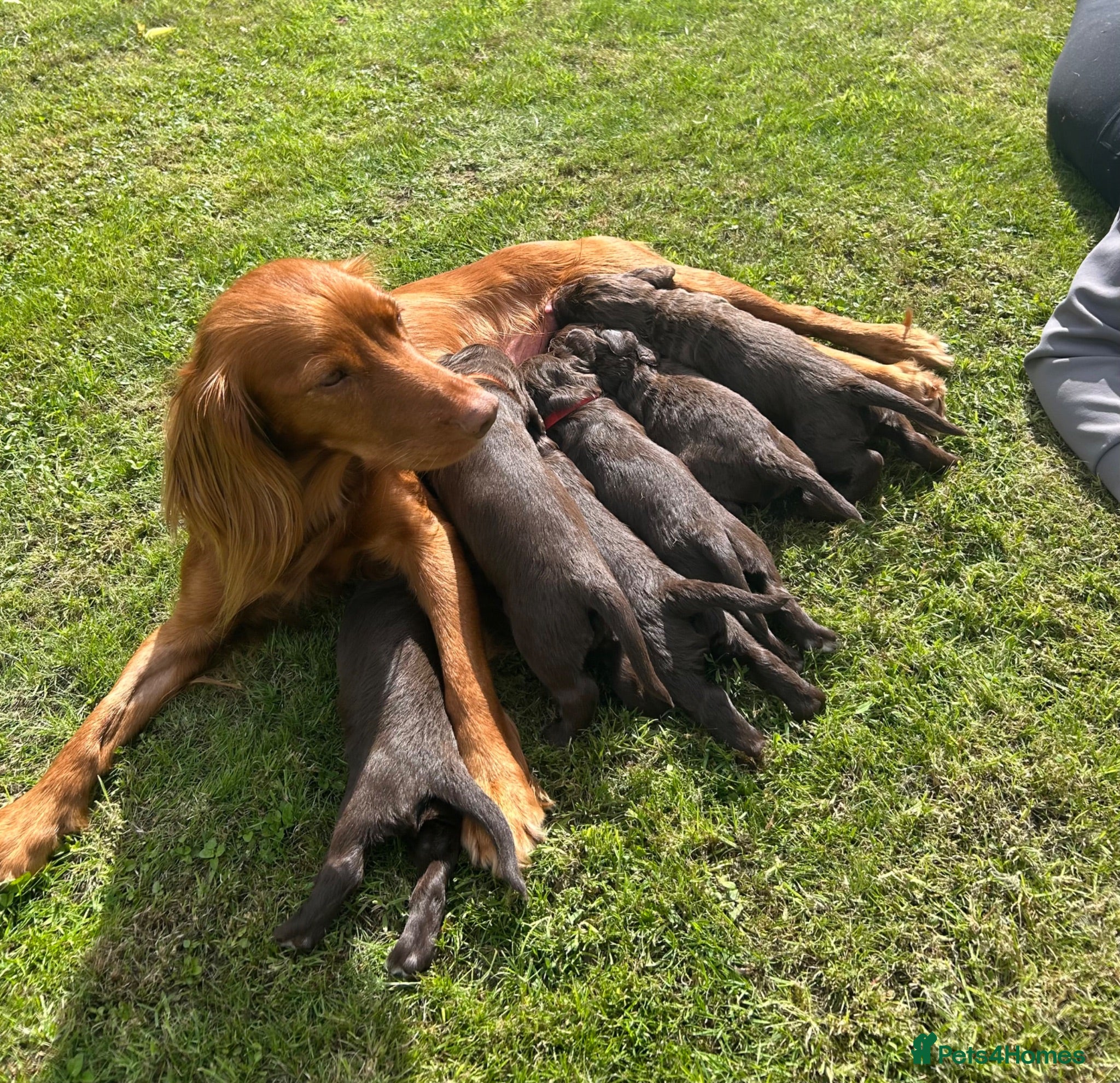 Cocker Spaniel dogs Working cocker spaniel puppies - Advert 1