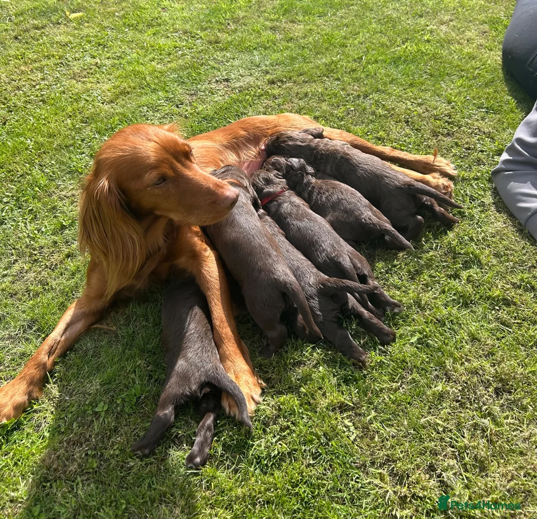 Cocker Spaniel dogs for sale: Working cocker spaniel puppies - Advert 1