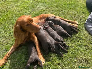 Cocker Spaniel dogs Working cocker spaniel puppies - Advert 1