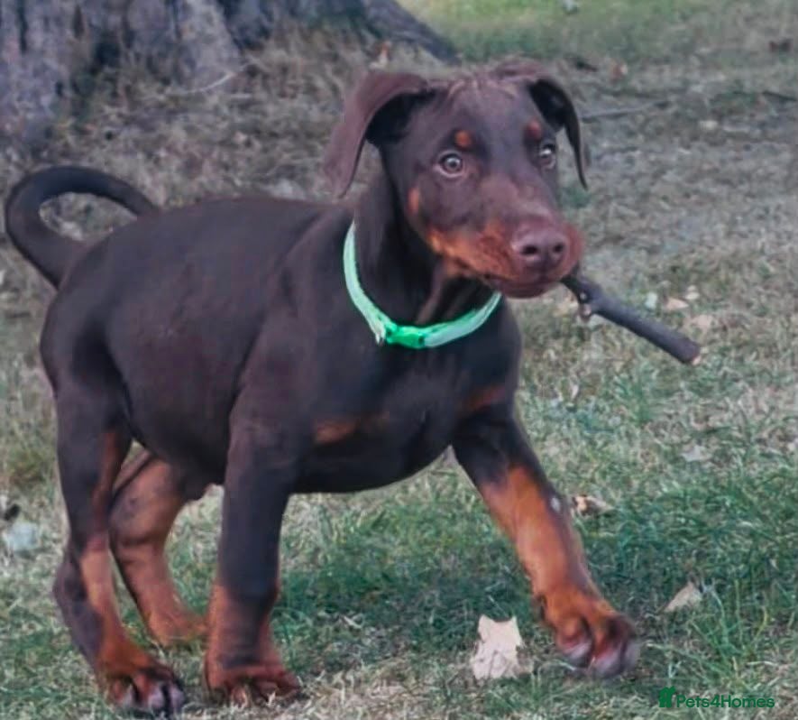 Dobermann dogs Beautiful family dobermans * 2 boys ready to go* - Advert 2