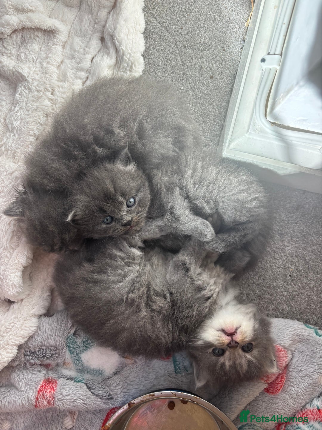 Mixed Breed cats for sale: Beautiful half Persian kittens - Image 5