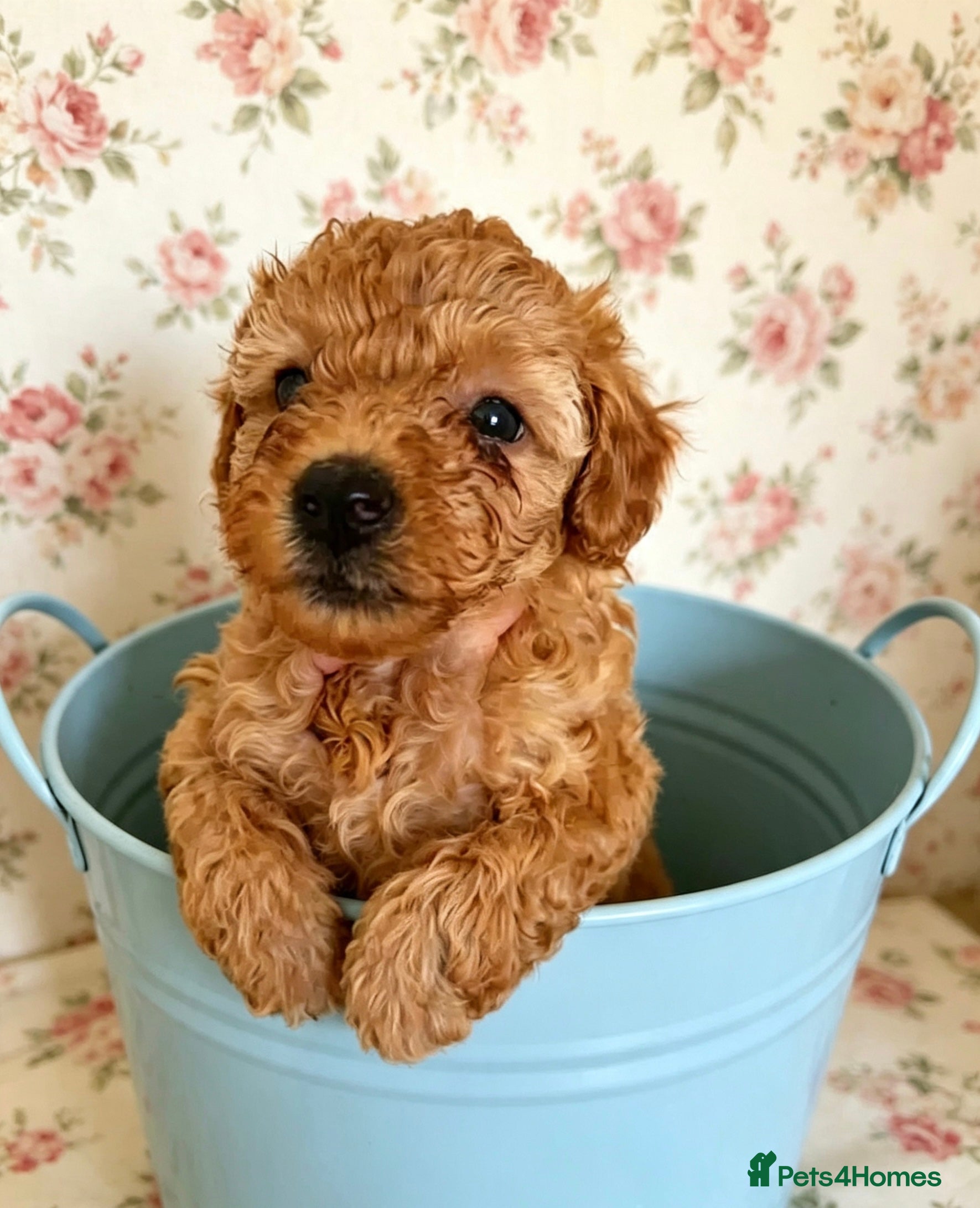 Maltipoo dogs 🐶 Adorable Toy Maltipoo Puppies for sale 🐶  - Advert 2