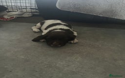 English Springer Spaniel dogs for sale: KC English springer spaniel puppies  - Image 22