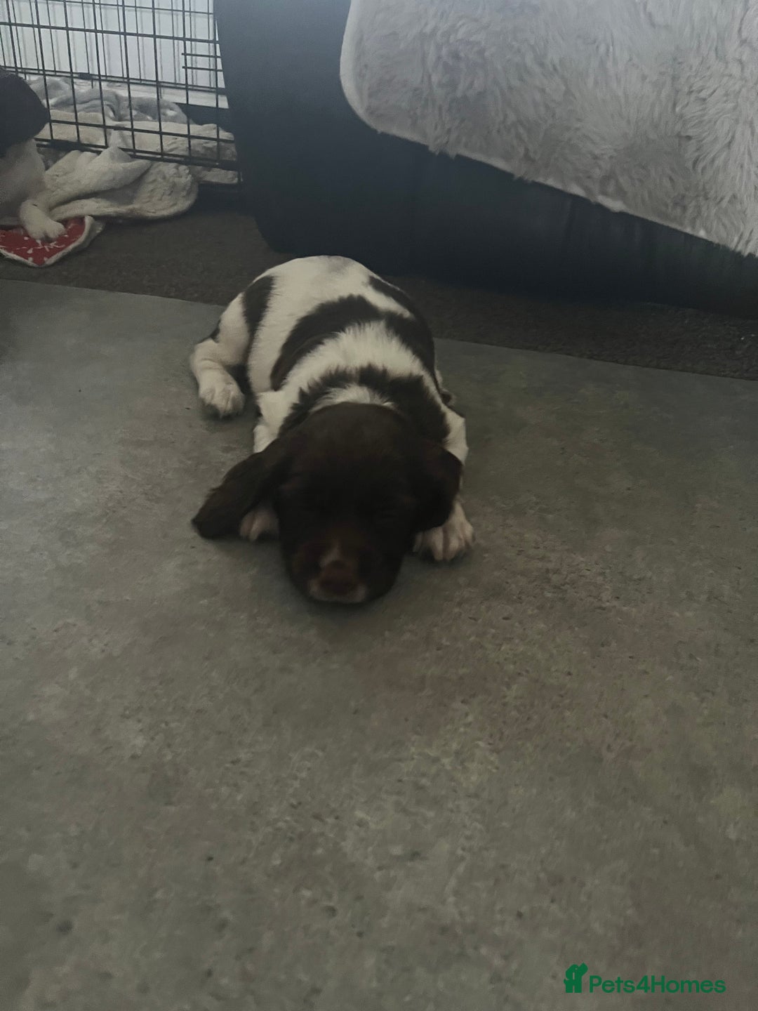 English Springer Spaniel dogs for sale: KC English springer spaniel puppies  - Image 22