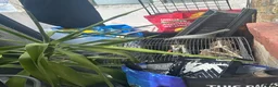 Ringnecks birds for sale: Indian Ringneck Breeding Pair + Complete Setup - Advert 3