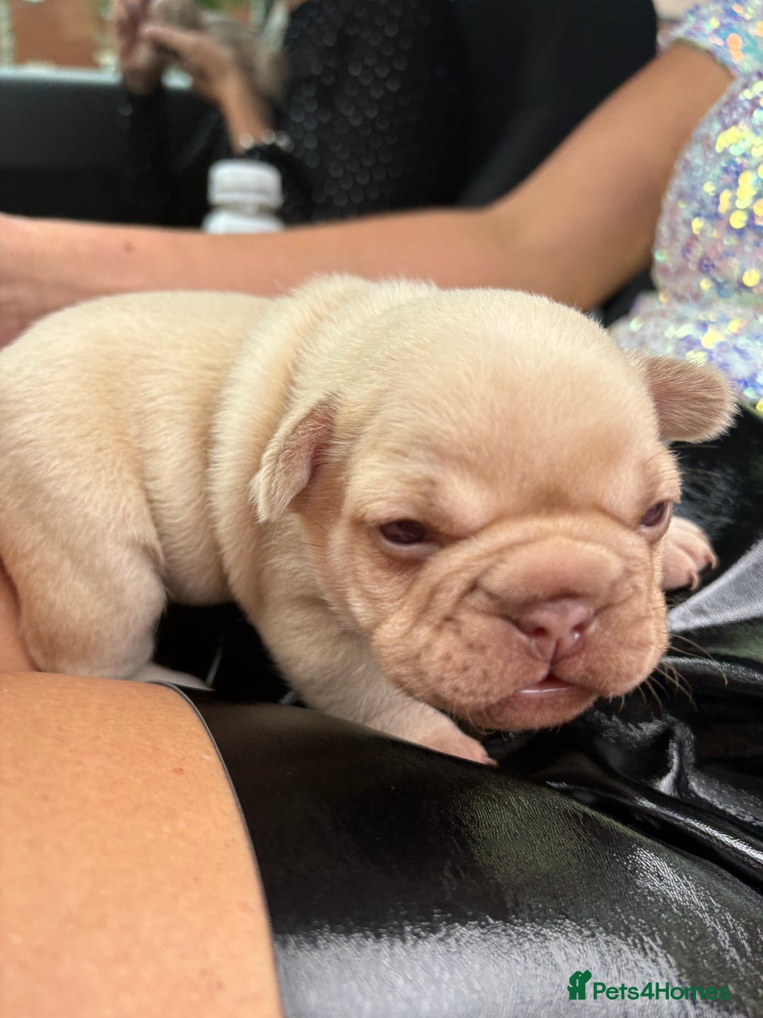 French Bulldog dogs for sale: French bulldog girl - Advert 2