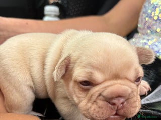 French Bulldog dogs - Advert 34
