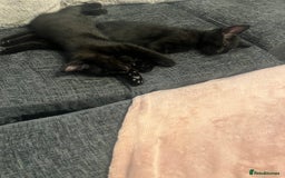 Domestic Shorthair cats for sale: Ready to leave  - Image 1