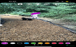 Toy Poodle dogs for sale: 1yo Toy Poodle for rehoming - Image 3