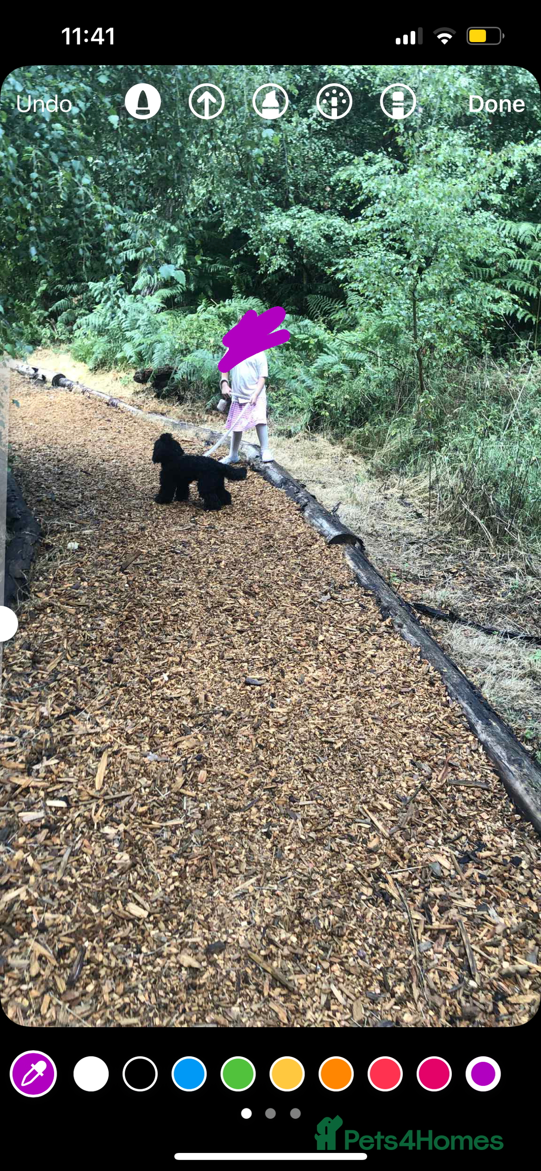 Toy Poodle dogs for sale: 1yo Toy Poodle for rehoming - Image 3