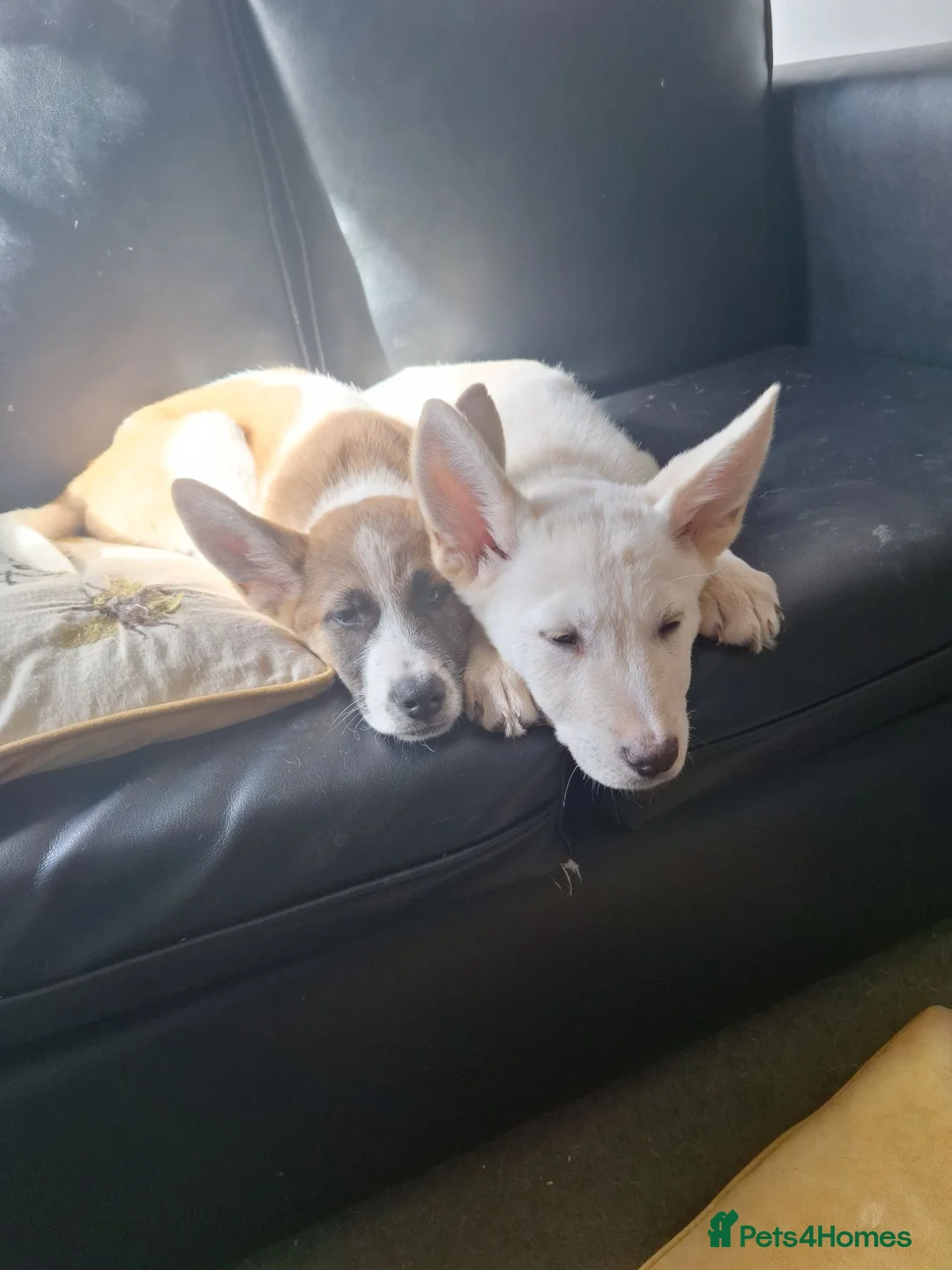 Mixed Breed dogs for sale: Two lovely puppies  - Advert 2