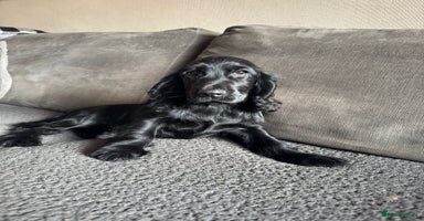 Cocker Spaniel dogs - Advert 15
