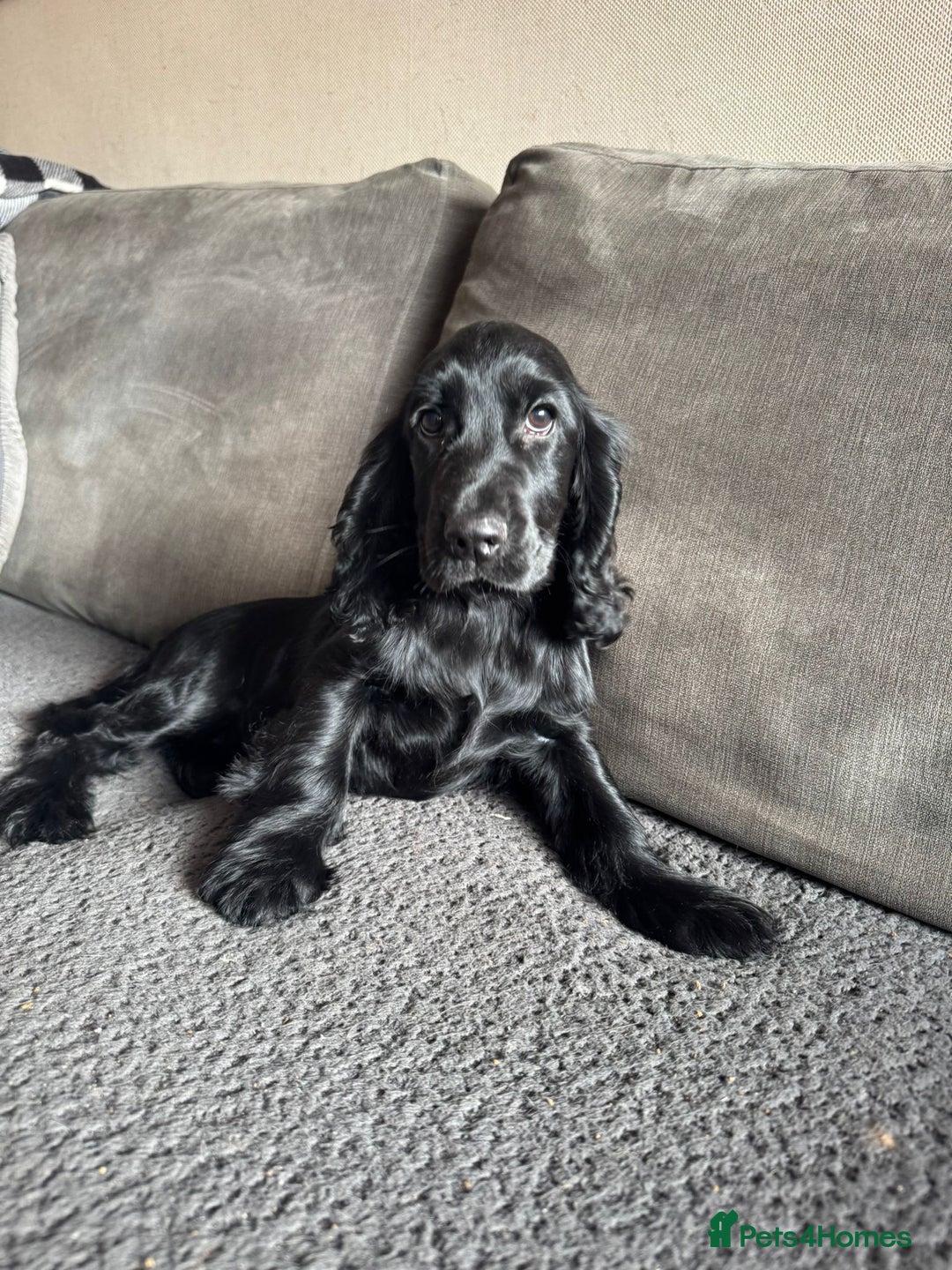 Cocker Spaniel dogs for sale: Cocker Spaniel Puppies - Image 2