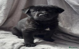 German Shepherd dogs for sale: Exceptional KC Reg DDR GSD Puppies Rare Bloodlines - Image 12