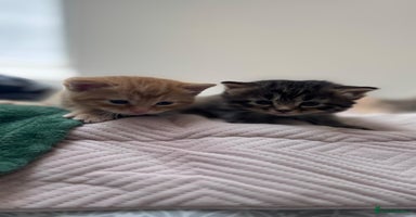 Mixed Breed cats - Advert 1