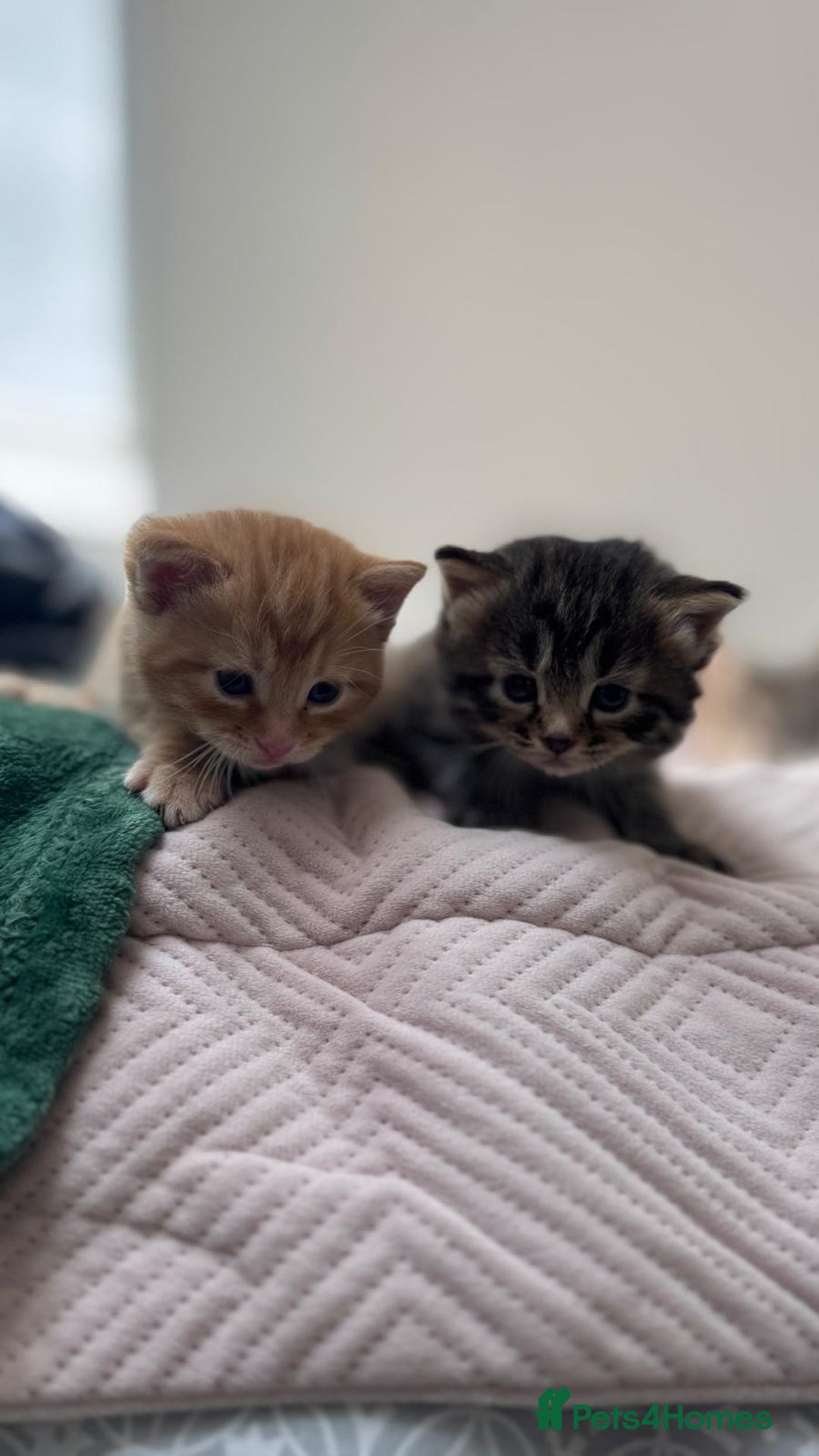 Mixed Breed cats for sale: Kittens - Image 1