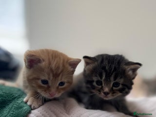 Mixed Breed cats - Advert 16