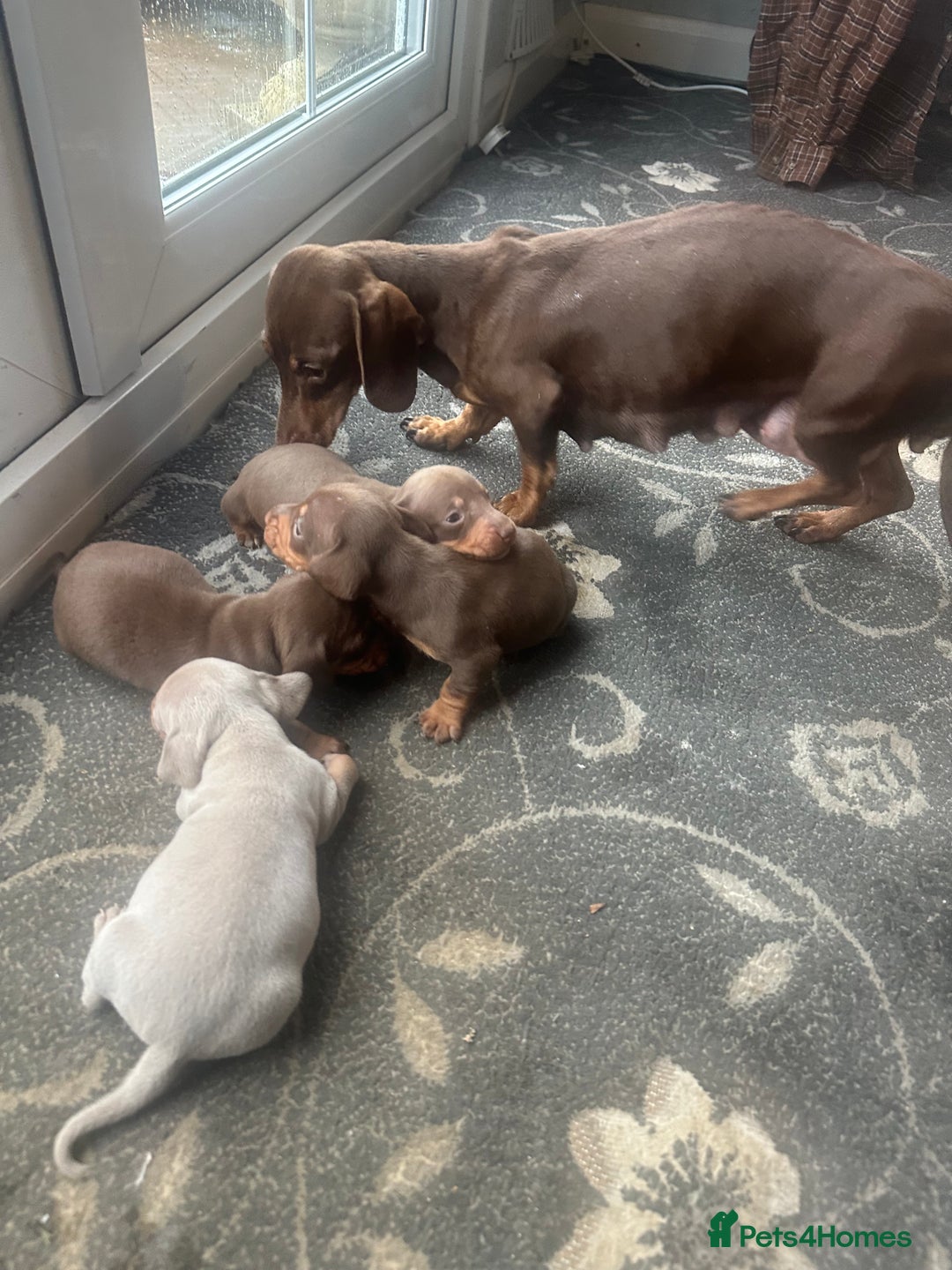 Dachshund dogs for sale: 7 beautiful dashound puppys - Advert 1