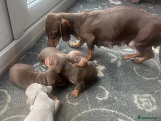 Dachshund dogs 7 beautiful dashound puppys - Advert 2