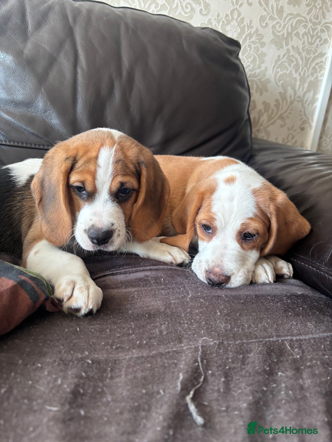 Beagle dogs for sale: 2 stunning Beagle Puppies, ready now in Sidcup - Image 4