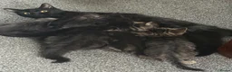 Mixed Breed cats for sale: Cute mixed long & short hair kittens for sale - Advert 1