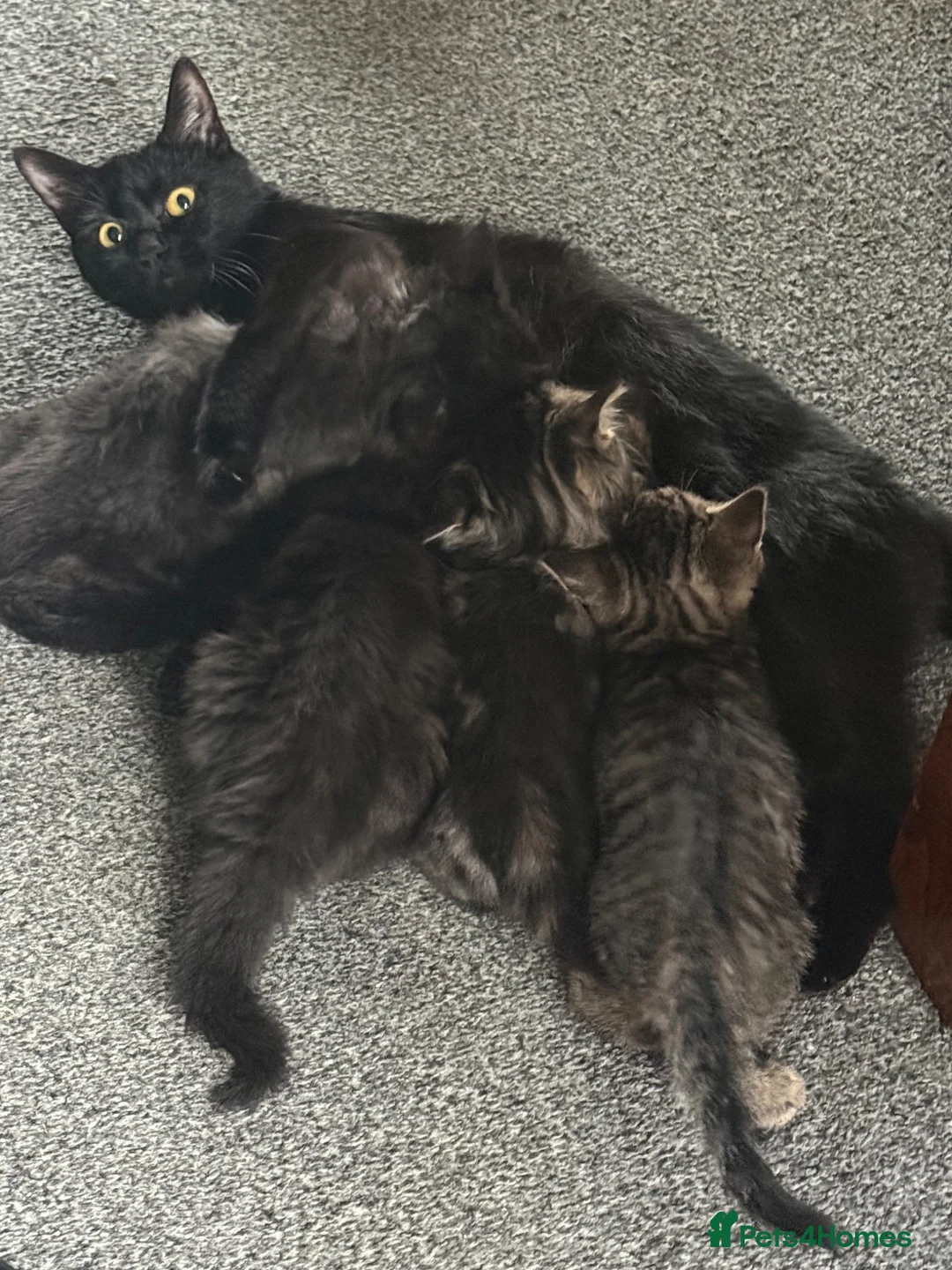 Mixed Breed cats for sale: Cute mixed long & short hair kittens for sale - Advert 1