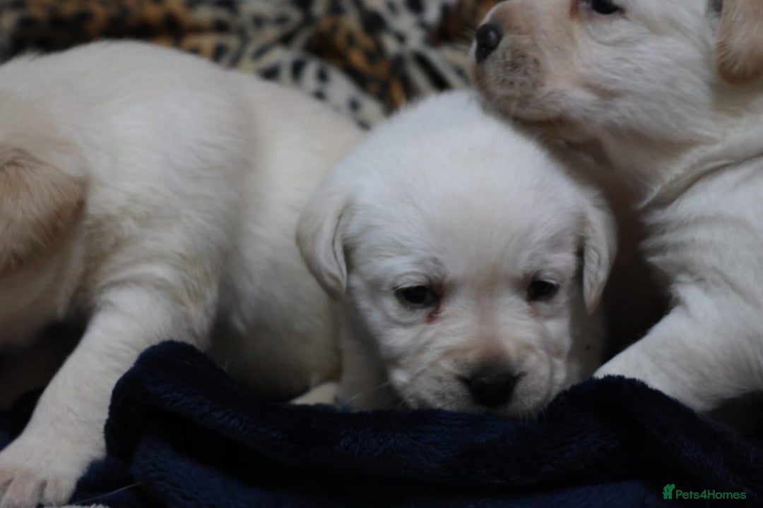 Labrador Retriever dogs for sale: KC, Champion Pedigree ,Extensively Health Tested - Image 6