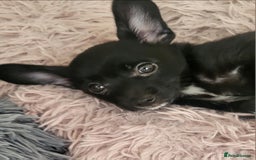 Mixed Breed dogs for sale:  Reserved Boy Small Male Papillon Cross Chihuahua  - Image 7