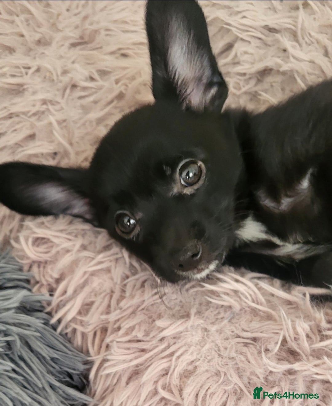 Mixed Breed dogs for sale:  Reserved Boy Small Male Papillon Cross Chihuahua  - Image 7