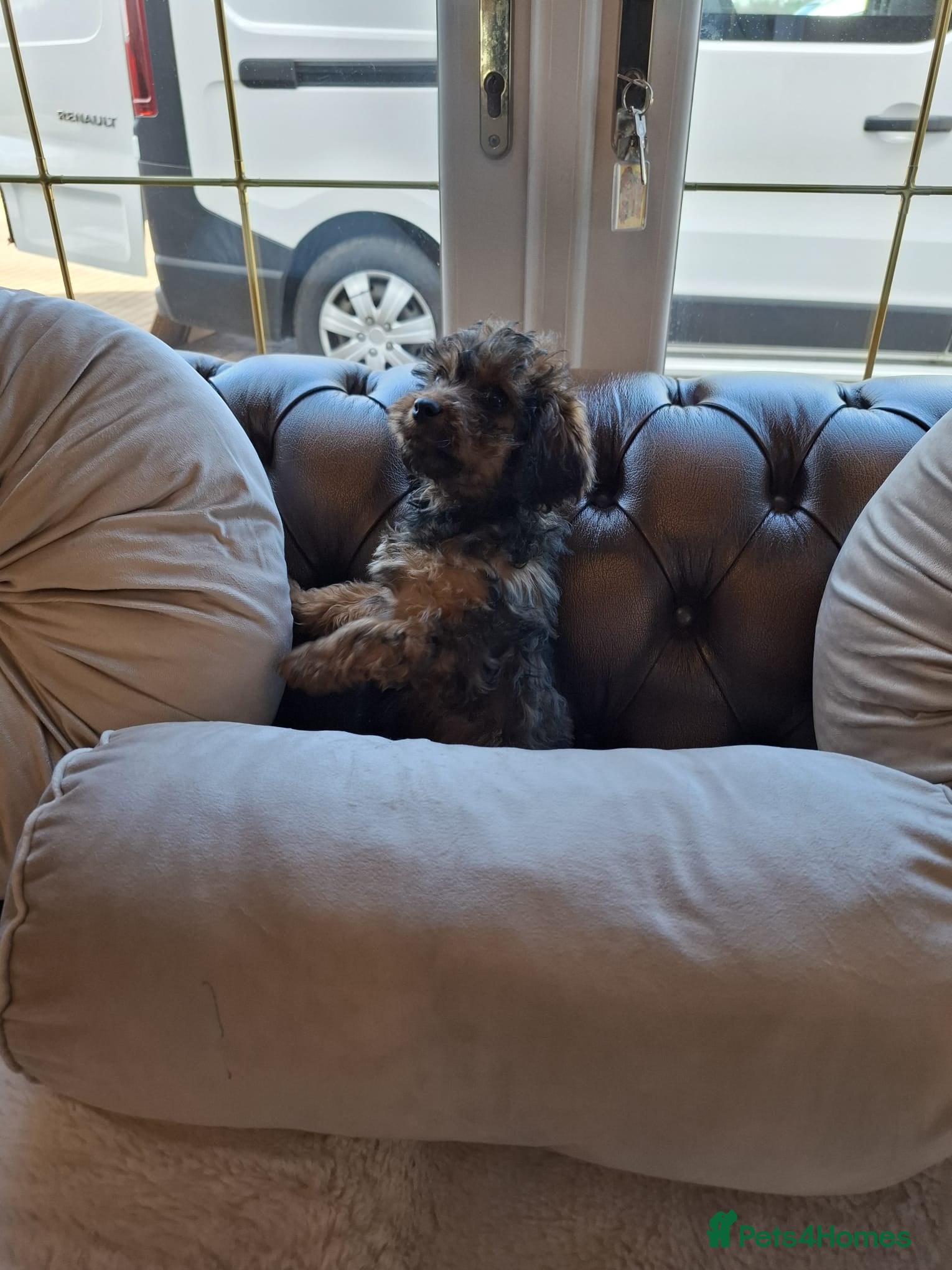 Cockapoo dogs Cockapoo F1 last fox red boy/ sable girl !!!. - Advert 2