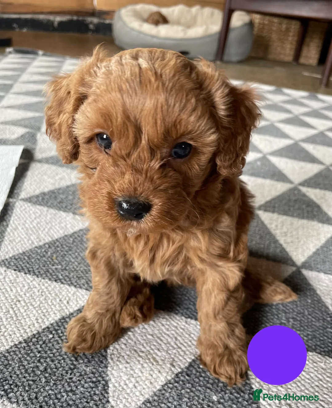 Cavapoo dogs for sale: Adorable F1b Cavapoo puppies - Advert 1