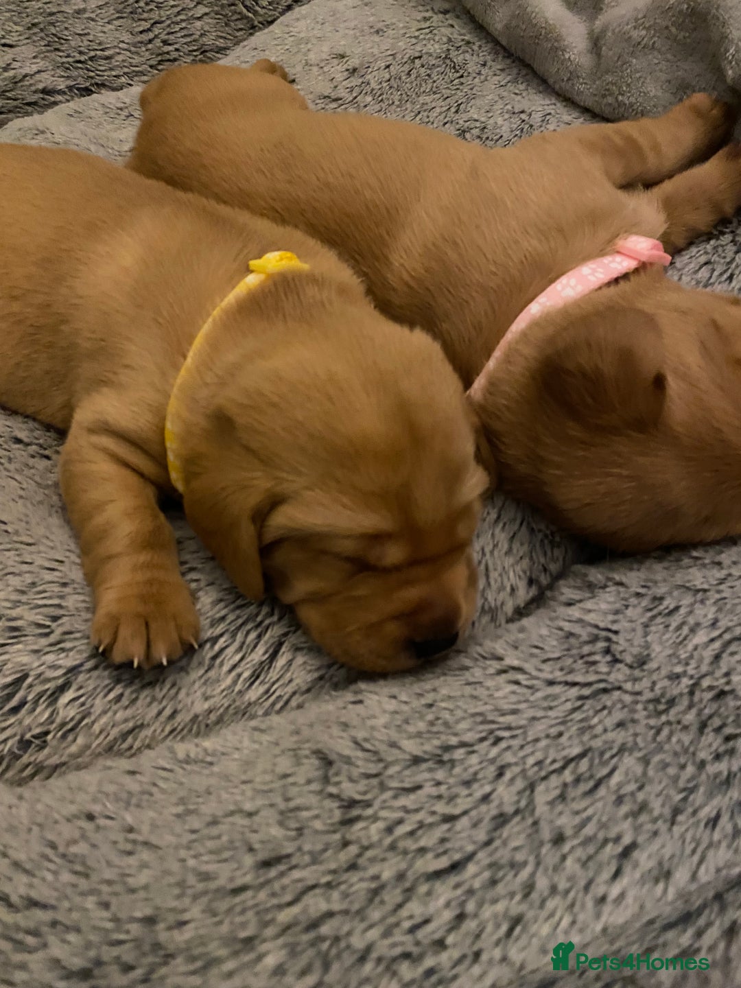 Labrador Retriever dogs for sale: Beautiful Fox Red Labrador KC Reg Puppies  - Advert 21