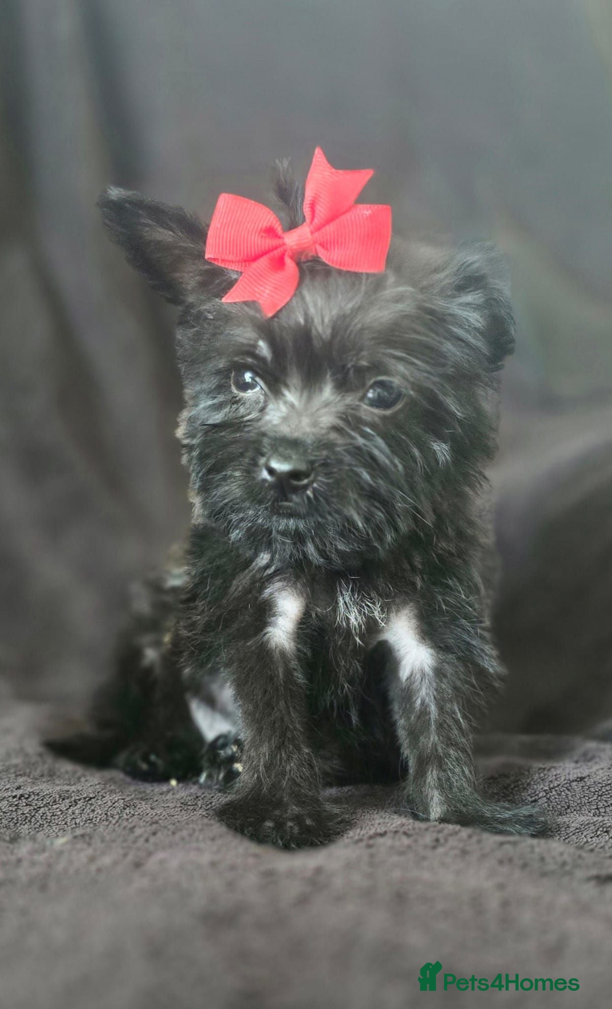 Yorkshire Terrier dogs Yorkshire terrier puppies  - Advert 8