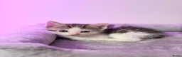 Ragdoll cats for sale: Ragdoll female cat - Advert 5