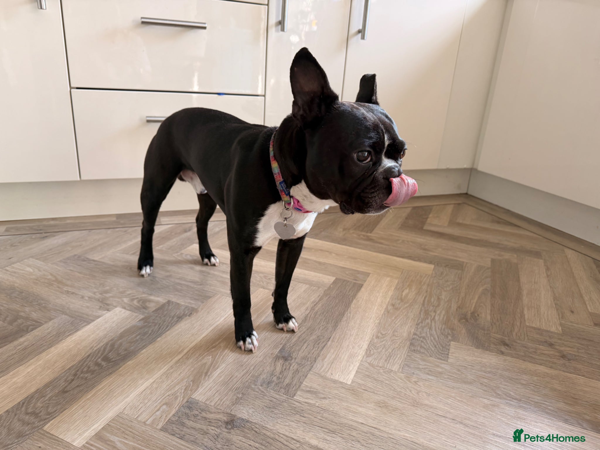 Boston Terrier dogs Muffin a 4 year old Boston terrier  - Advert 8