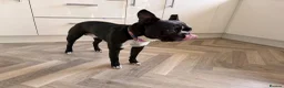 Boston Terrier dogs for sale: Muffin a 4 year old Boston terrier  - Advert 1