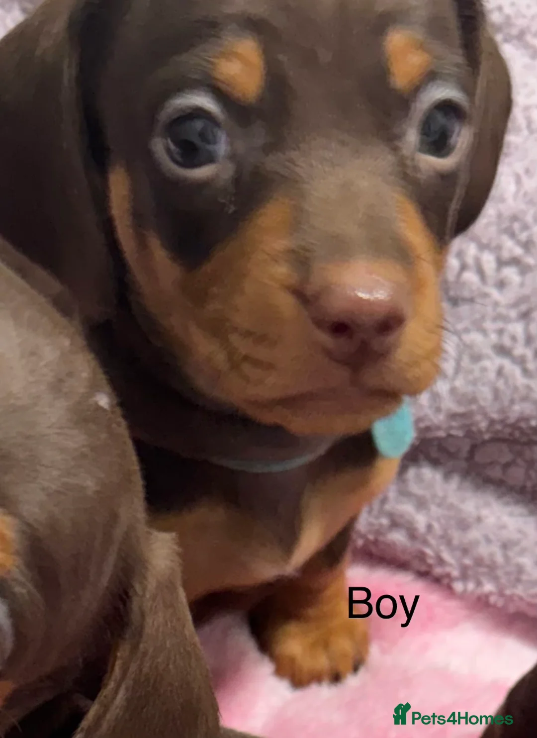 Miniature Dachshund dogs for sale: Miniature dachund puppies smooth hair  - Advert 8