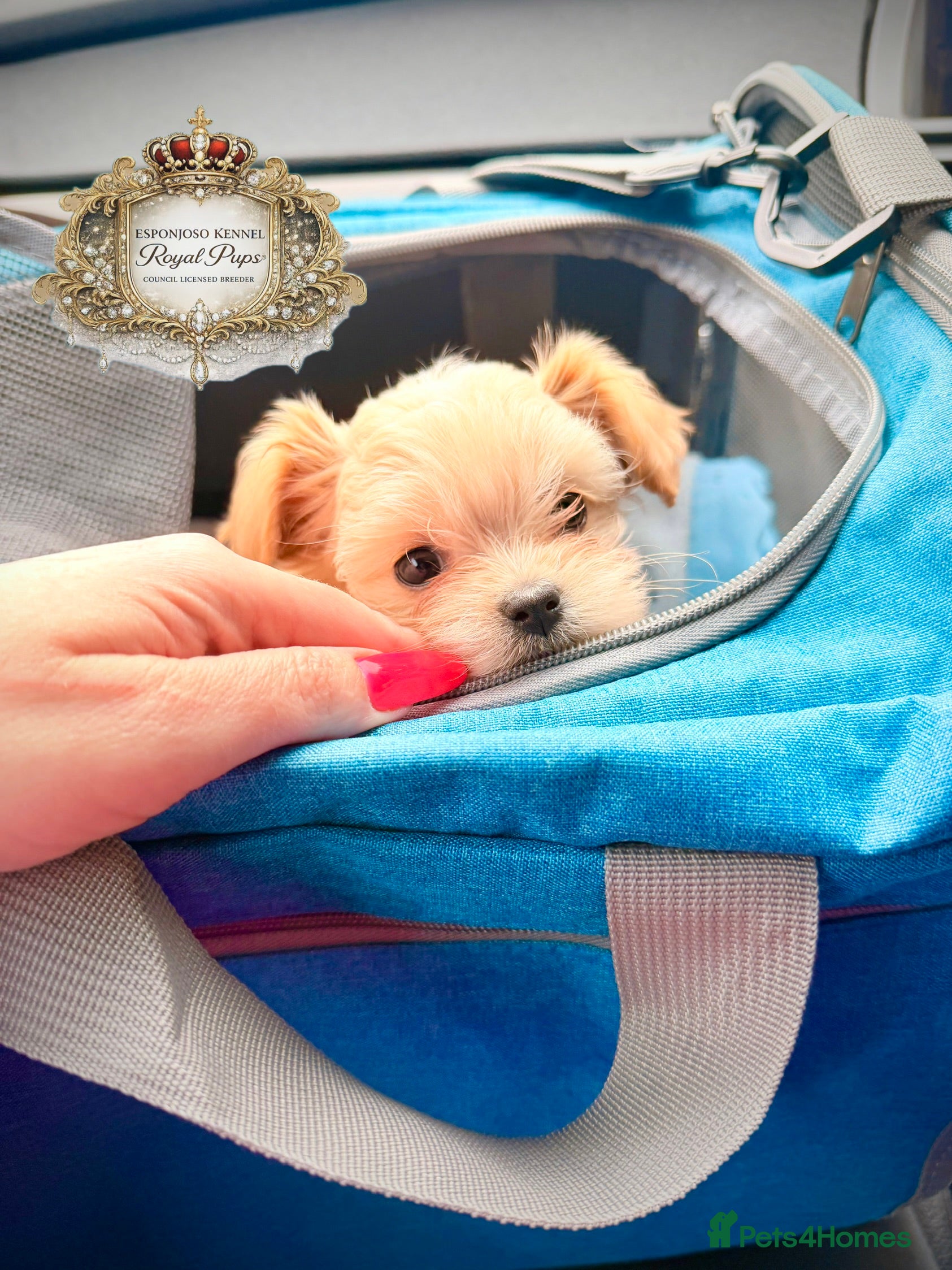 Maltipoo dogs 👑 One in a Million F1 Asian Maltipoo – READY 👑 - Advert 5
