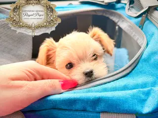 Maltipoo dogs 👑 One in a Million F1 Asian Maltipoo – READY 👑 - Advert 5