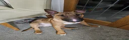 English Bull Terrier dogs for sale: Male English Bull Terrier  - Advert 2