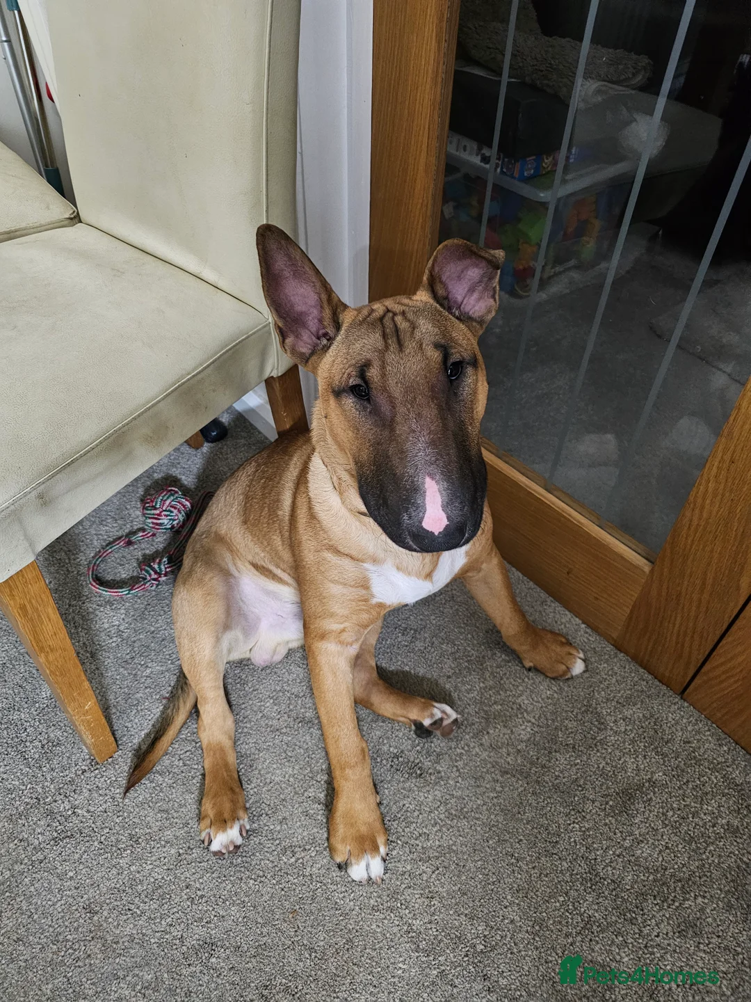 English Bull Terrier dogs for sale: Male English Bull Terrier  - Advert 2
