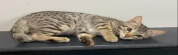 Mixed Breed cats for sale: Bengal x Savannah babies - Advert 7