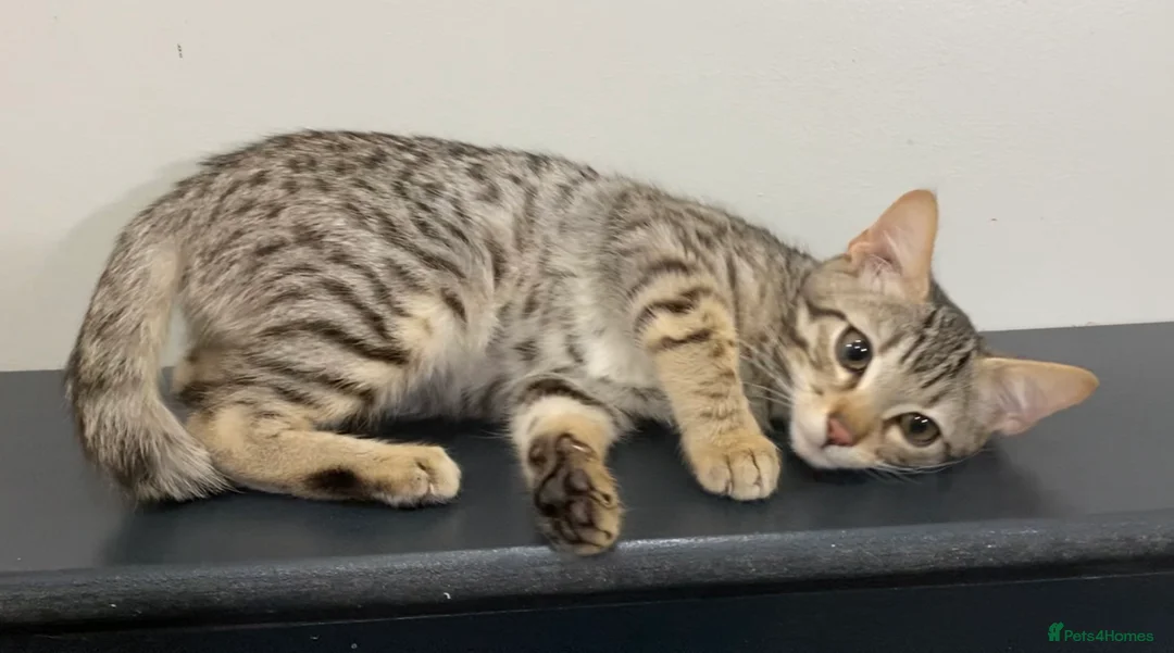 Mixed Breed cats for sale: Bengal x Savannah babies - Advert 7
