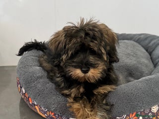 Schnoodle dogs - Advert 4