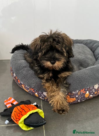 Schnoodle dogs - Advert 2