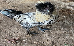 Chickens poultry for sale: Laced polish and silkie chicken mixed breeds - Image 3